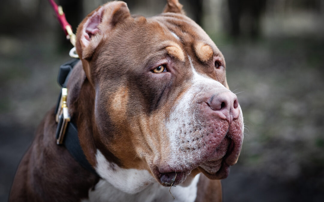 Information about XL Bully Dogs