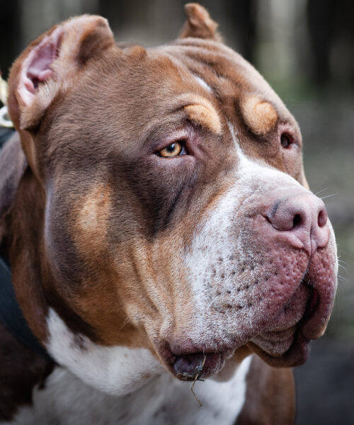 Information about XL Bully Dogs